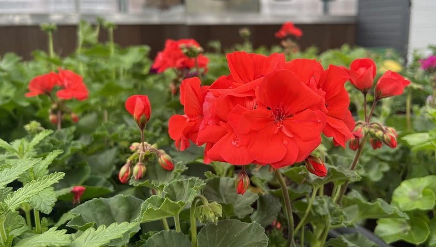 Red flower in Rogers greenhouse, grown by plant science students.